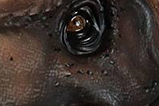 08-Busto-T-Rex-Limited-Edition.jpg