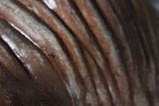 09-Busto-T-Rex-Limited-Edition.jpg