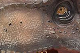 11-Busto-T-Rex-Limited-Edition.jpg
