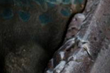03-Busto-velociraptor-blue-Limited-Edition.jpg