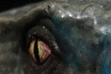 06-Busto-velociraptor-blue-Limited-Edition.jpg