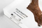 14-jurassic-park-ecc-elite-creature-line-estatua-velociraptor-foot-claw-and-fossi.jpg