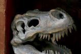 01-replica-craneo-tyrannosaurus-rex.jpg