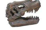 03-replica-craneo-tyrannosaurus-rex.jpg