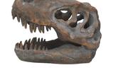 04-replica-craneo-tyrannosaurus-rex.jpg