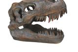 05-replica-craneo-tyrannosaurus-rex.jpg