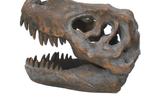 06-replica-craneo-tyrannosaurus-rex.jpg