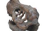 07-replica-craneo-tyrannosaurus-rex.jpg