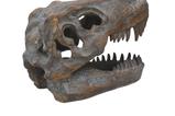 09-replica-craneo-tyrannosaurus-rex.jpg