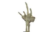 01-Universal-Monsters-Mini-Rplica-Fossilized-Creature-Hand-18-cm.jpg