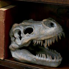 Un fragmento del pasado remoto se posa con autoridad en tu espacio con este cráneo de Tyrannosaurus Rex de 16 cm, fundido en resina de alta calidad y minuciosamente pintado a mano 