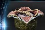 01-Aliens-Premium-Masterline-Series-Estatua-Xenomorph-Egg-Open-Version-Alien-Com.jpg