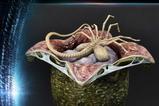 02-Aliens-Premium-Masterline-Series-Estatua-Xenomorph-Egg-Open-Version-Alien-Com.jpg