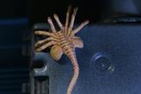 09-Aliens-Ultimate-Figura-Warrior-1986-Xenomorph-Black-40th-Anniversary-23-cm.jpg