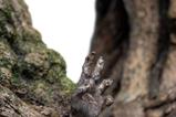 04-El-Seor-de-los-Anillos-Estatua--16-Leaflock-the-Ent-76-cm.jpg