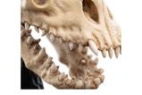 07-El-Seor-de-los-Anillos-Estatua-Skull-of-a-Fell-Beast-21-cm.jpg