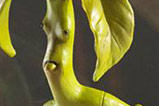 01-Figura-Bowtruckle-Criaturas-Magicas.jpg