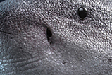 05-figura-King-Shark-masterpiece.jpg