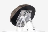 09-Jurassic-Park-11-Rplica-Triceratops-Toenail-16-cm.jpg