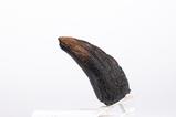 01-Jurassic-Park-11-Rplica-Velociraptor-Toenail-Type-A-11-cm.jpg
