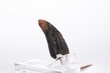 05-Jurassic-Park-11-Rplica-Velociraptor-Toenail-Type-A-11-cm.jpg