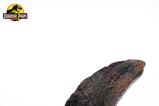 09-Jurassic-Park-11-Rplica-Velociraptor-Toenail-Type-A-11-cm.jpg