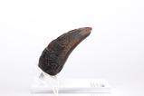 10-Jurassic-Park-11-Rplica-Velociraptor-Toenail-Type-A-11-cm.jpg