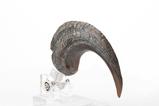 05-Jurassic-Park-ECC-Elite-Creature-Line-Estatua-Velociraptor-Foot-Claw-Prop-16-c.jpg