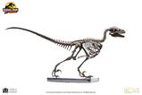 06-Jurassic-Park-Estatua-14-Raptor-Skeleton-Bronze-46-cm.jpg