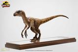 02-Jurassic-Park-Estatua-14-Velociraptor-Clever-Girl-49-cm-Con-estuche-acrlico.jpg