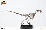 01-Jurassic-Park-Estatua-18-Velociraptor-Skeleton-Bronze-24-cm.jpg