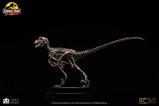 03-Jurassic-Park-Estatua-18-Velociraptor-Skeleton-Bronze-24-cm.jpg