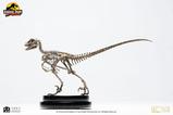 10-Jurassic-Park-Estatua-18-Velociraptor-Skeleton-Bronze-24-cm.jpg