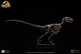 11-Jurassic-Park-Estatua-18-Velociraptor-Skeleton-Bronze-24-cm.jpg