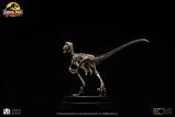 14-Jurassic-Park-Estatua-18-Velociraptor-Skeleton-Bronze-24-cm.jpg