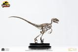 15-Jurassic-Park-Estatua-18-Velociraptor-Skeleton-Bronze-24-cm.jpg