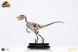 20-Jurassic-Park-Estatua-18-Velociraptor-Skeleton-Bronze-24-cm.jpg