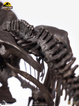 07-parque-jurasico-estatua-1-24-triceratops-fossil-skelet-0693338-heo-088b5828.jpg