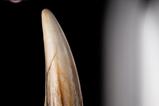 08-parque-jursico-iii-rplica-prop-11-spinosaurus-diente-14-cm.jpg