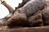 10-Parque-Jursico-Maquette-18-Sick-Triceratops-96-cm.jpg