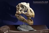 01-Wonders-of-the-Wild-Series-Estatua-TRex-Head-Skull-30-cm.jpg