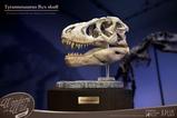 02-Wonders-of-the-Wild-Series-Estatua-TRex-Head-Skull-30-cm.jpg