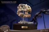03-Wonders-of-the-Wild-Series-Estatua-TRex-Head-Skull-30-cm.jpg