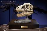 04-Wonders-of-the-Wild-Series-Estatua-TRex-Head-Skull-30-cm.jpg