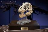 06-Wonders-of-the-Wild-Series-Estatua-TRex-Head-Skull-30-cm.jpg