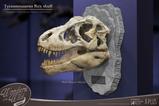 07-Wonders-of-the-Wild-Series-Estatua-TRex-Head-Skull-30-cm.jpg