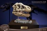 08-Wonders-of-the-Wild-Series-Estatua-TRex-Head-Skull-30-cm.jpg