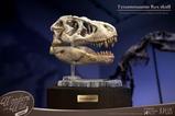 09-Wonders-of-the-Wild-Series-Estatua-TRex-Head-Skull-30-cm.jpg