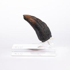 La tensión de la película parece concentrarse en una sola garra. Esta réplica de uña de velociraptor Jurassic Park 1/1 reproduce a tamaño real el accesorio creado para la producción de la película de Steven Spielberg