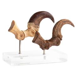 Una pieza de museo para tu vitrina, con el magnetismo de Jurassic Park y el rigor de la paleontología: el Jurassic Park ECC Elite Creature Line Velociraptor Foot Claw and Fossil Claw Set